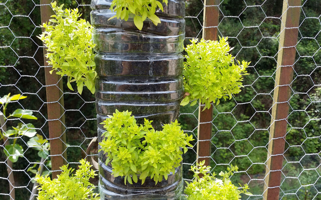 Las plantas colgantes como alternativa al jardín vertical, para conectar la  casa con la naturaleza sin ocupar espacio