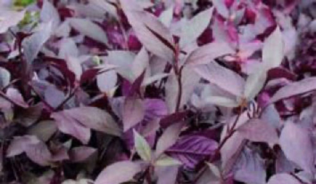 Alternanthera para Jardines Verticales