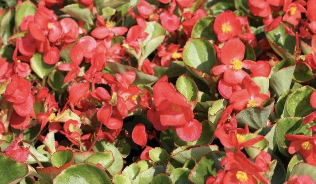 Begonia para Jardines Verticales