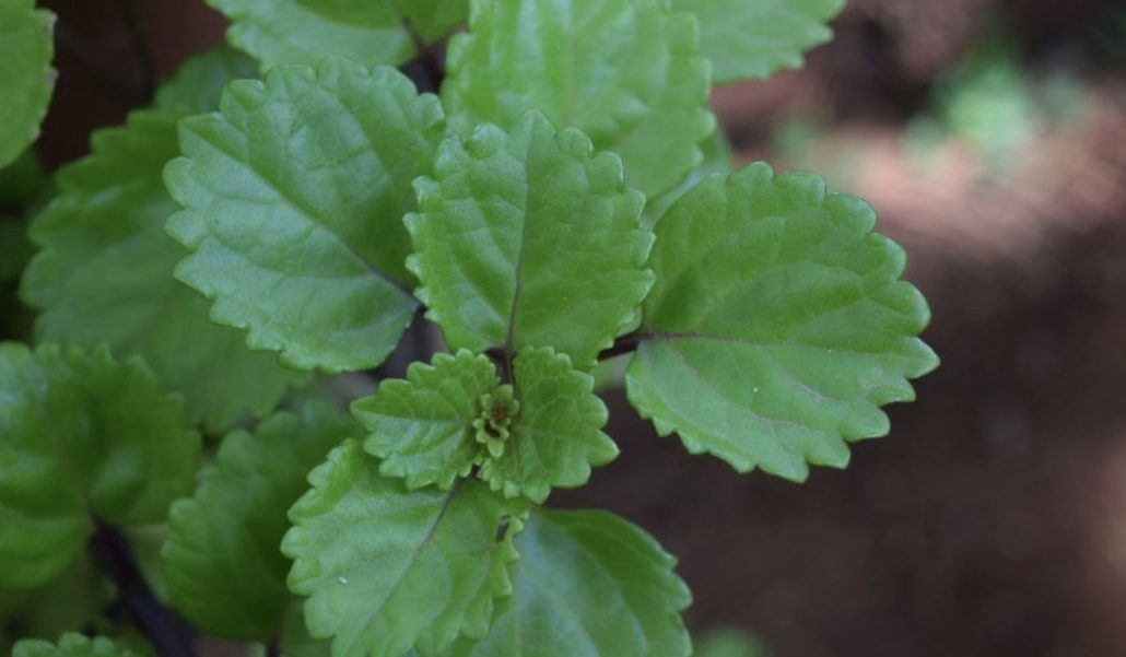 Dolar verde para Jardines Verticales