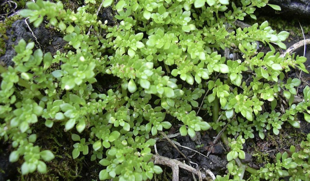 Helecho arroz para Jardines Verticales