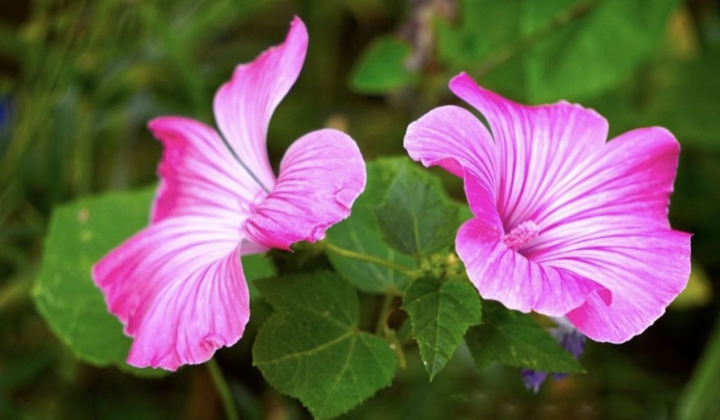 Malva para Jardines Verticales