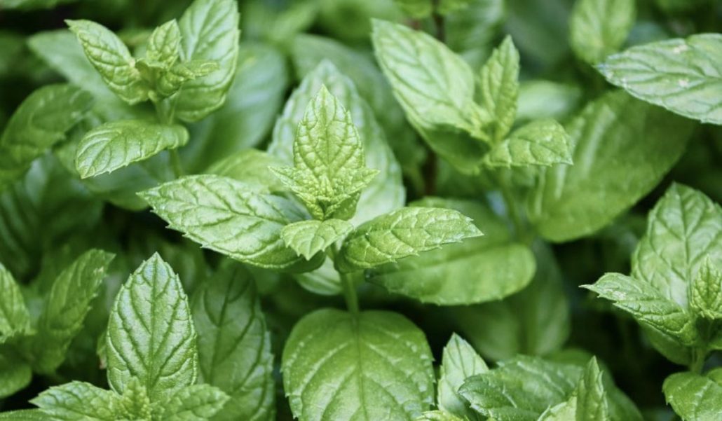 Menta para Jardines Verticales