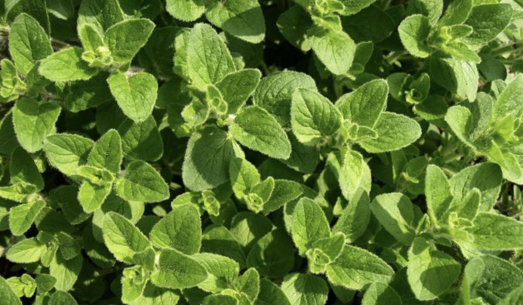 Oregano para Jardines Verticales