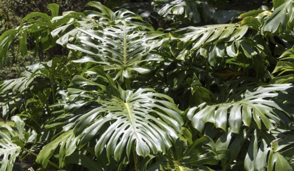 Philodendron para Jardines Verticales